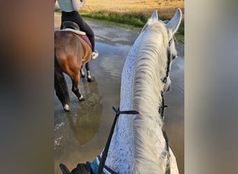 Altri pony/cavalli di piccola taglia Mix, Castrone, 7 Anni, 144 cm, Grigio trotinato