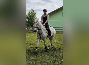 Altri pony/cavalli di piccola taglia Mix, Castrone, 7 Anni, 144 cm, Grigio trotinato