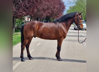 Altri pony/cavalli di piccola taglia, Castrone, 7 Anni, 145 cm, Baio