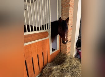 Altri pony/cavalli di piccola taglia Mix, Castrone, 7 Anni, 145 cm, Baio