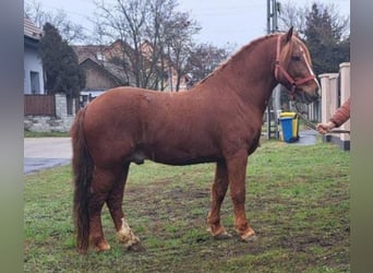 Altri pony/cavalli di piccola taglia, Castrone, 7 Anni, 146 cm