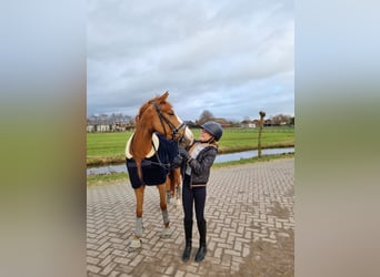 Altri pony/cavalli di piccola taglia, Castrone, 7 Anni, 147 cm, Sauro