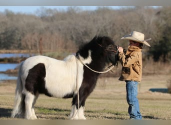 Altri pony/cavalli di piccola taglia, Castrone, 7 Anni, 86 cm