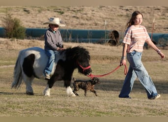 Altri pony/cavalli di piccola taglia, Castrone, 7 Anni, 86 cm