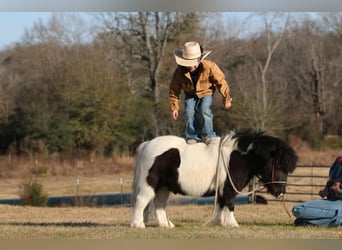 Altri pony/cavalli di piccola taglia, Castrone, 7 Anni, 86 cm