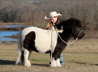 Altri pony/cavalli di piccola taglia, Castrone, 7 Anni, 86 cm