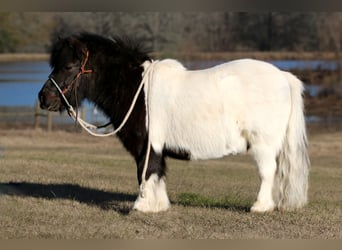 Altri pony/cavalli di piccola taglia, Castrone, 7 Anni, 86 cm