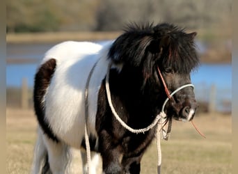 Altri pony/cavalli di piccola taglia, Castrone, 7 Anni, 86 cm