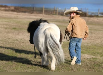 Altri pony/cavalli di piccola taglia, Castrone, 7 Anni, 86 cm