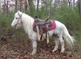 Altri pony/cavalli di piccola taglia, Castrone, 7 Anni, 91 cm, Grigio