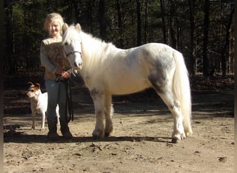 Altri pony/cavalli di piccola taglia, Castrone, 7 Anni, 91 cm, Grigio