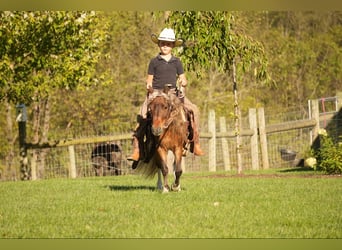 Altri pony/cavalli di piccola taglia, Castrone, 7 Anni, 91 cm, Pezzato