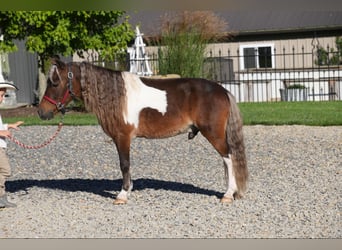 Altri pony/cavalli di piccola taglia, Castrone, 7 Anni, 91 cm, Pezzato