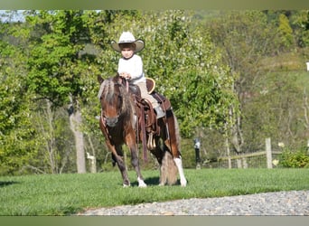 Altri pony/cavalli di piccola taglia, Castrone, 7 Anni, 91 cm, Pezzato