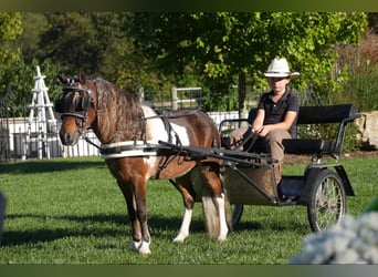 Altri pony/cavalli di piccola taglia, Castrone, 7 Anni, 91 cm, Pezzato