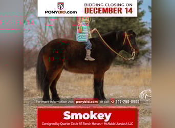 Altri pony/cavalli di piccola taglia, Castrone, 7 Anni, 97 cm, Baio ciliegia