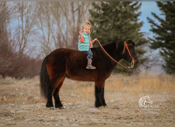 Altri pony/cavalli di piccola taglia, Castrone, 7 Anni, 97 cm, Baio ciliegia