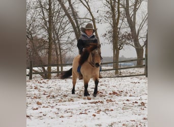 Altri pony/cavalli di piccola taglia, Castrone, 7 Anni, 97 cm, Pelle di daino