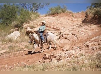 Altri pony/cavalli di piccola taglia, Castrone, 7 Anni, 97 cm, Roano rosso