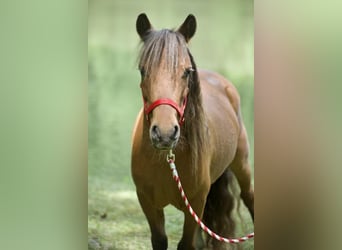 Altri pony/cavalli di piccola taglia, Castrone, 7 Anni, 97 cm, Sauro ciliegia