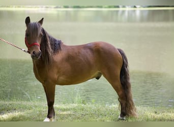 Altri pony/cavalli di piccola taglia, Castrone, 7 Anni, 97 cm, Sauro ciliegia