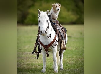 Altri pony/cavalli di piccola taglia, Castrone, 8 Anni, 102 cm, Bianco
