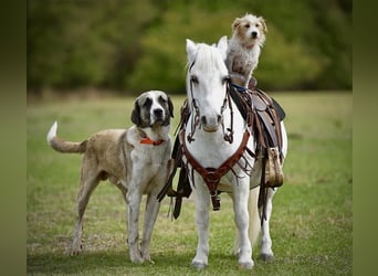 Altri pony/cavalli di piccola taglia, Castrone, 8 Anni, 102 cm, Bianco