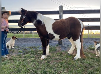 Altri pony/cavalli di piccola taglia, Castrone, 8 Anni, 102 cm