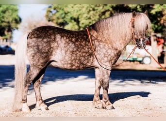 Altri pony/cavalli di piccola taglia, Castrone, 8 Anni, 112 cm