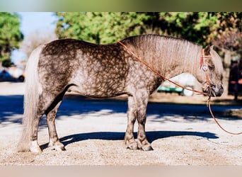Altri pony/cavalli di piccola taglia, Castrone, 8 Anni, 112 cm