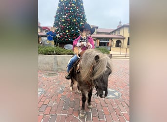 Altri pony/cavalli di piccola taglia, Castrone, 8 Anni, 112 cm