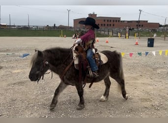 Altri pony/cavalli di piccola taglia, Castrone, 8 Anni, 112 cm