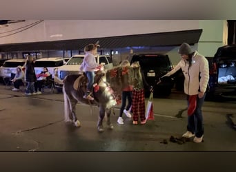 Altri pony/cavalli di piccola taglia, Castrone, 8 Anni, 112 cm