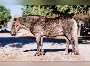 Altri pony/cavalli di piccola taglia, Castrone, 8 Anni, 112 cm