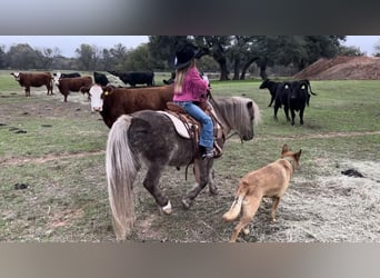 Altri pony/cavalli di piccola taglia, Castrone, 8 Anni, 112 cm