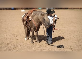 Altri pony/cavalli di piccola taglia, Castrone, 8 Anni, 112 cm