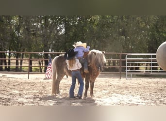 Altri pony/cavalli di piccola taglia, Castrone, 8 Anni, 112 cm