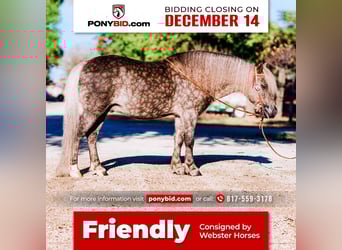 Altri pony/cavalli di piccola taglia, Castrone, 8 Anni, 112 cm