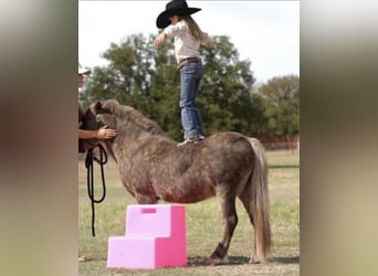 Altri pony/cavalli di piccola taglia, Castrone, 8 Anni, 112 cm