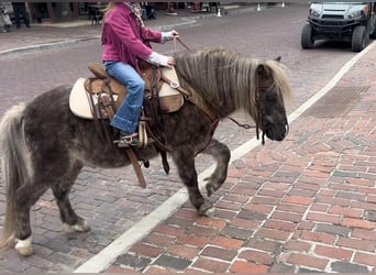 Altri pony/cavalli di piccola taglia, Castrone, 8 Anni, 112 cm