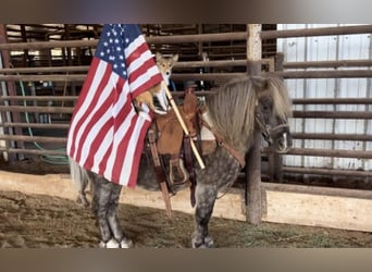 Altri pony/cavalli di piccola taglia, Castrone, 8 Anni, 112 cm