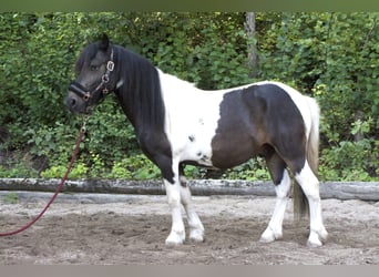 Altri pony/cavalli di piccola taglia Mix, Castrone, 8 Anni, 123 cm, Pezzato