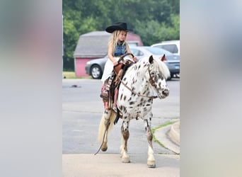 Altri pony/cavalli di piccola taglia, Castrone, 8 Anni, 127 cm, Bianco