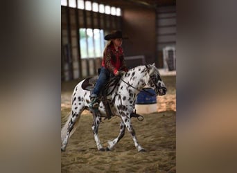 Altri pony/cavalli di piccola taglia, Castrone, 8 Anni, 127 cm, Bianco