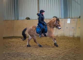 Altri pony/cavalli di piccola taglia, Castrone, 8 Anni, 128 cm, Falbo