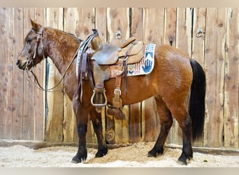 Altri pony/cavalli di piccola taglia, Castrone, 8 Anni, 132 cm, Baio ciliegia
