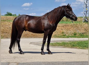 Altri pony/cavalli di piccola taglia, Castrone, 8 Anni, 141 cm, Baio