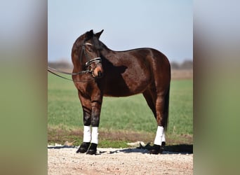 Altri pony/cavalli di piccola taglia, Castrone, 8 Anni, 145 cm, Baio