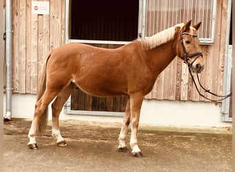 Altri pony/cavalli di piccola taglia, Castrone, 8 Anni, 145 cm, Sauro