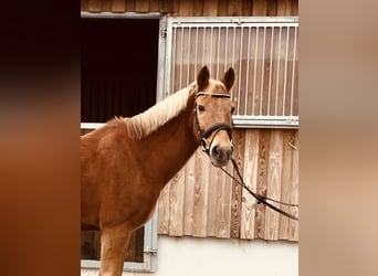 Altri pony/cavalli di piccola taglia, Castrone, 8 Anni, 145 cm, Sauro